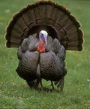 Deadline for spring turkey applications is Friday