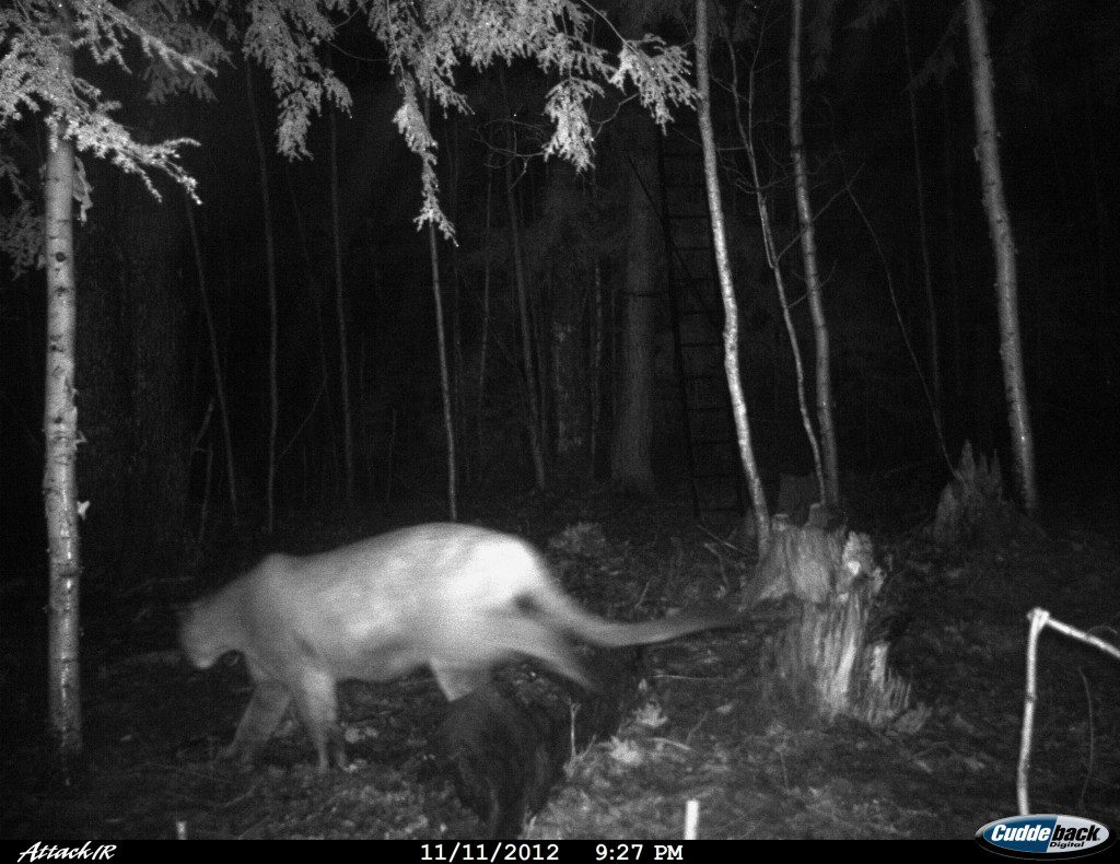 Dnr Verifies Three Upper Peninsula Cougar Photos Taken By Trail Cam Local Sports Journal 