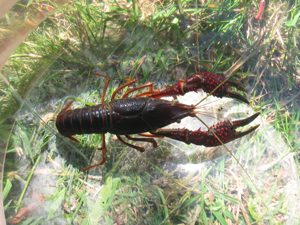 Anglers beware: invasive crayfish being used as bait in Michigan